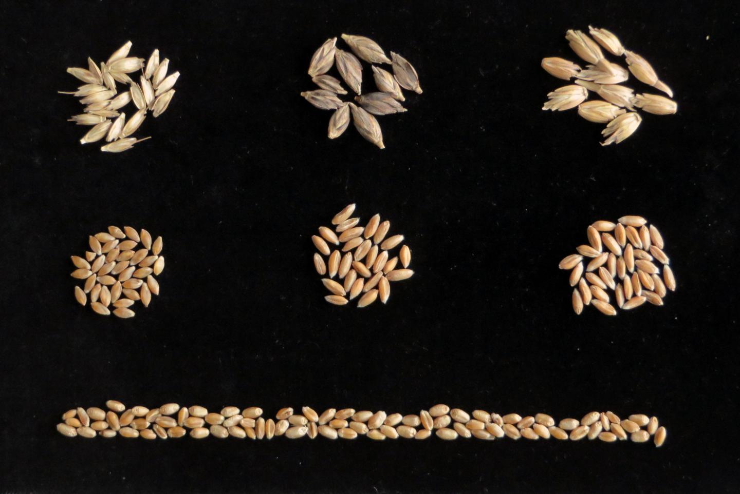 Ancient Grains [IMAGE] EurekAlert! Science News Releases