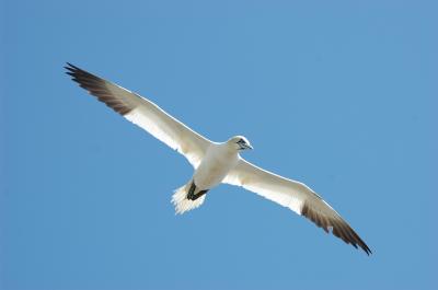 Flying Gannet