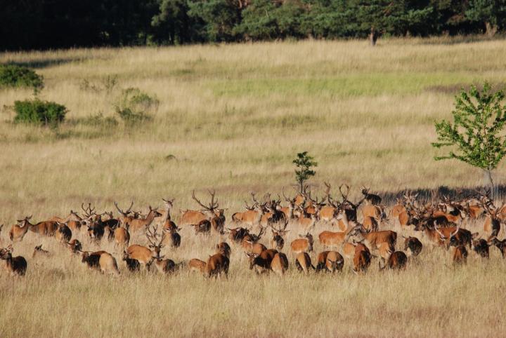 Herd of Red Deer