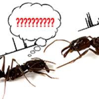 Trap-Jaw Ant Communication