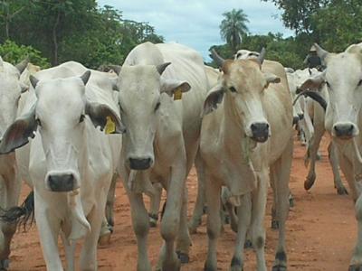 Cows in Mato Grosso, Brazil