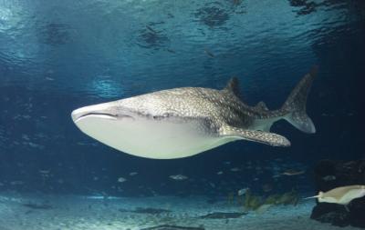 Whale Shark (1 of 2)