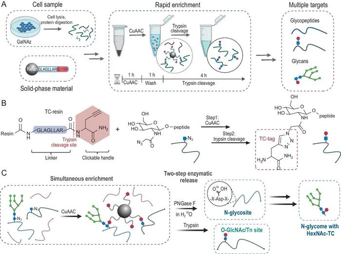 The rapid and large-scale HexNAc-containing glycopeptide and glycan enrichment strategy based on HG-TCs.