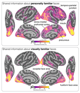 Brain areas showing shared information about personally familiar faces and shared information about visually familiar faces