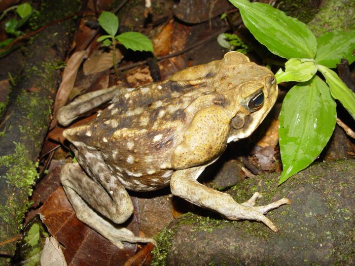 A Cane Toad