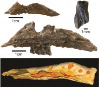 Fossils and 3D CT Model of <em>Galleonosaurus dorisae</em>