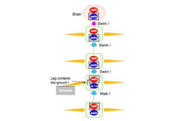 Navigating Land and Water: How Centipedes Walk and Swim