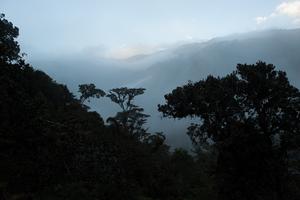 Rainforest canopy