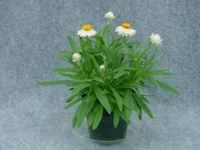 Florabella White Bracteantha