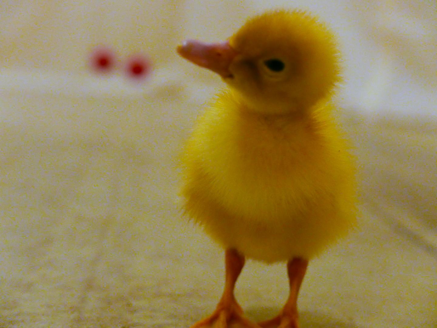 Make Way for Ducklings; They're Smarter Than You Thought