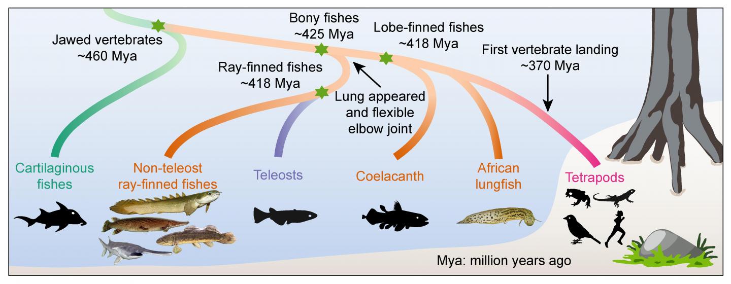 Vertebrate evolution timeline