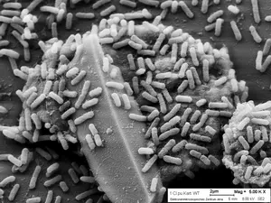 Clostridium puniceum on a potato slice