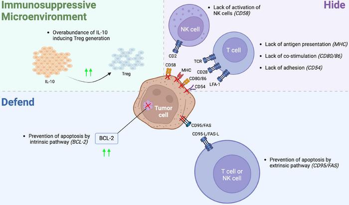 Mechanisms of immune evasion by lymphoma