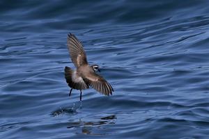 White-faced Storm-Petrel