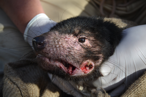 Tasmanian devil with a facial tumour (Freycinet, Tasmania)
