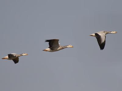 Bar-Headed Goose in Flight