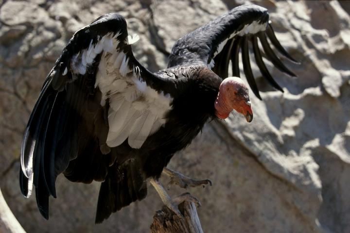 California condor