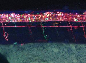 Zebrafish spinal cord