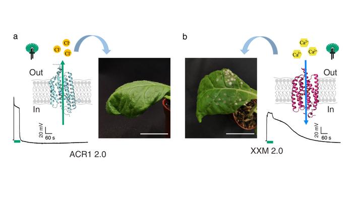 Transgenic tobacco leaves