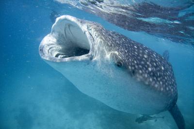 Scientists Using Holiday Snaps to Identify Whale Sharks (1 of 3)
