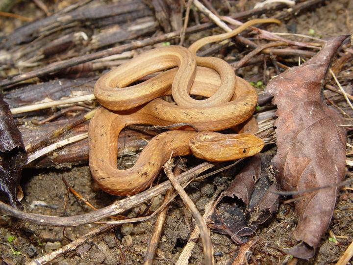 Common Mock Viper