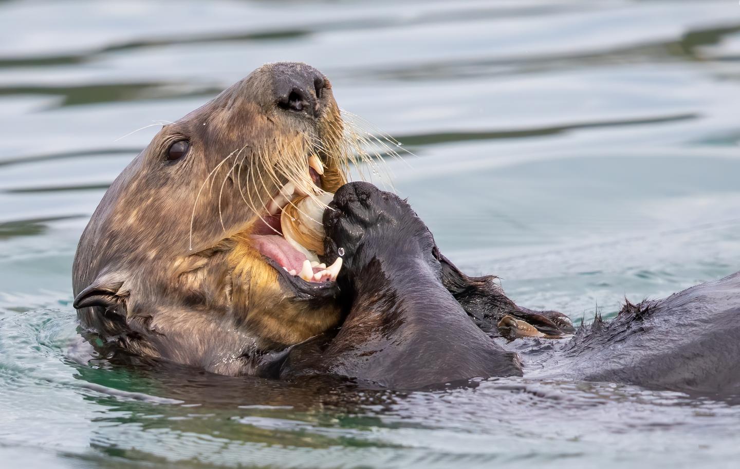Sea otter eating clam