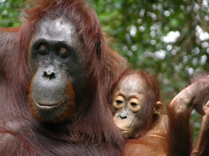 Orangutans Suckle for up to Eight Years, Teeth Reveal (5 of 6)