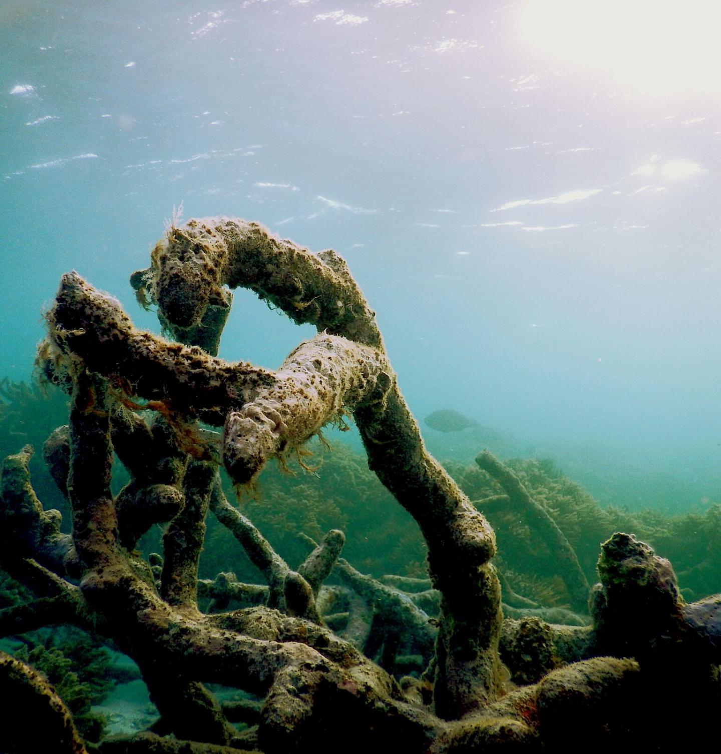 Degraded Coral Reef