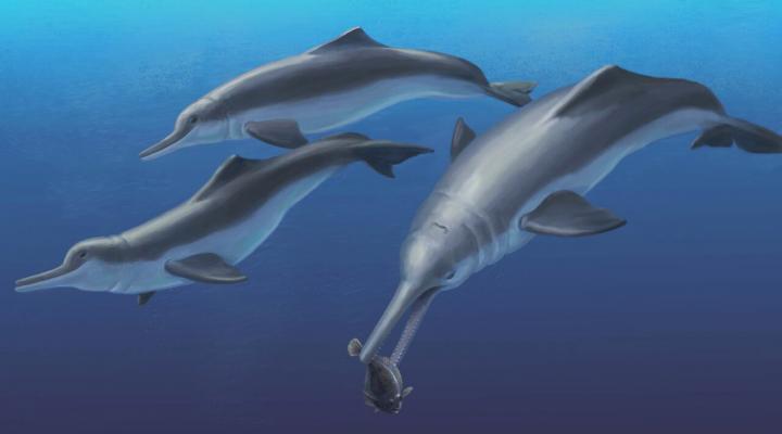 <em>Isthminia panamensis</em>, New Fossil Dolphin from Panama