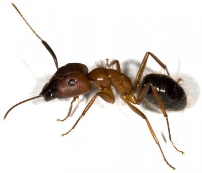 Carpenter Ant