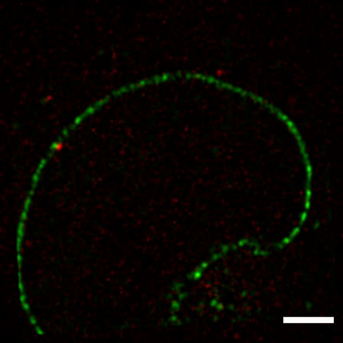 A pre-60S subunit (red) passes through a nuclear pore: