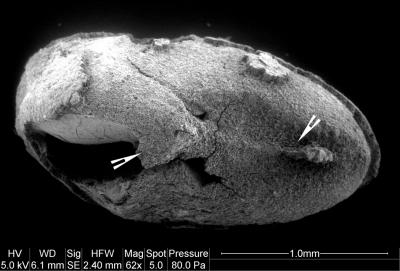 Soybean from South Korea