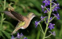 Female Broadtailed Hummingbird Collecting Nectar from the Flowers of Tall Larkspur
