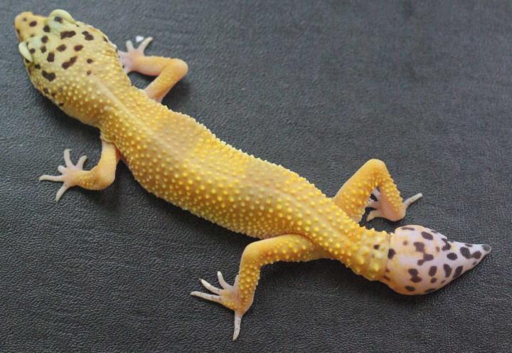 Leopard Gecko