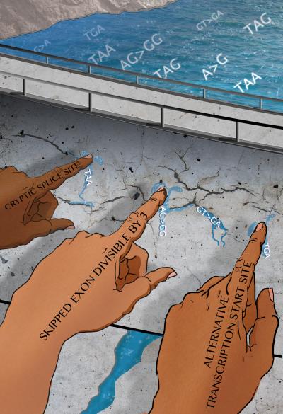 Genomic Compensation Workarounds Shore up a Sea of Mutations