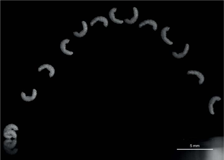 A Goldenrod Midge Maggot Leap