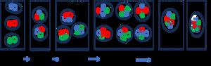 Hadronization model based on component quarks in transport simulation.