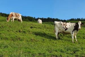 Meadow with cows