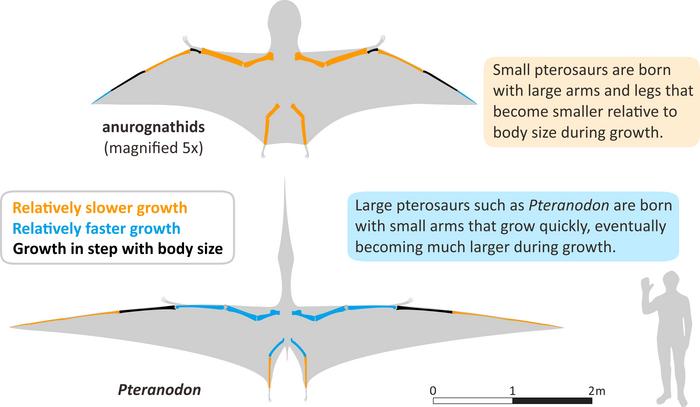 Pterosaurs infographic