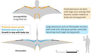 Pterosaurs infographic