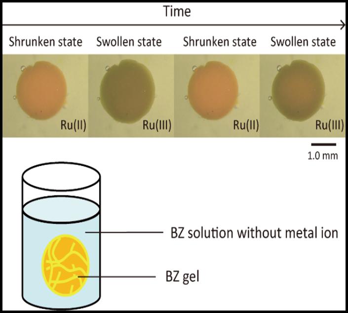 Belousov-Zhabotinsky Hydrogel in Solution