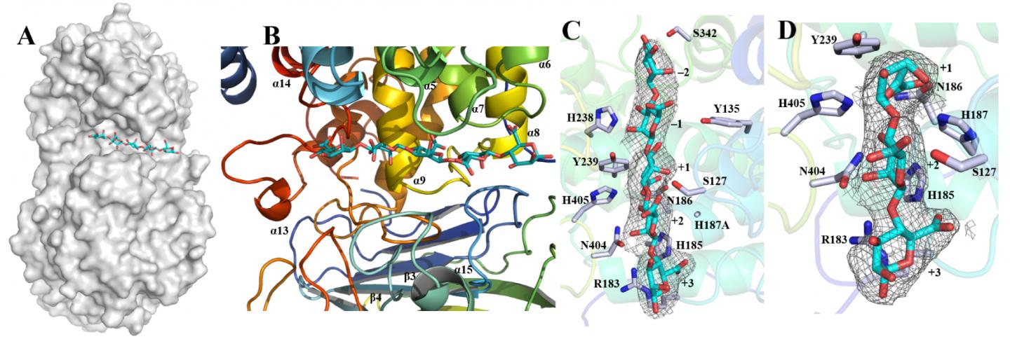 Surface Representation and Substrate Binding Groove Of Dp0100