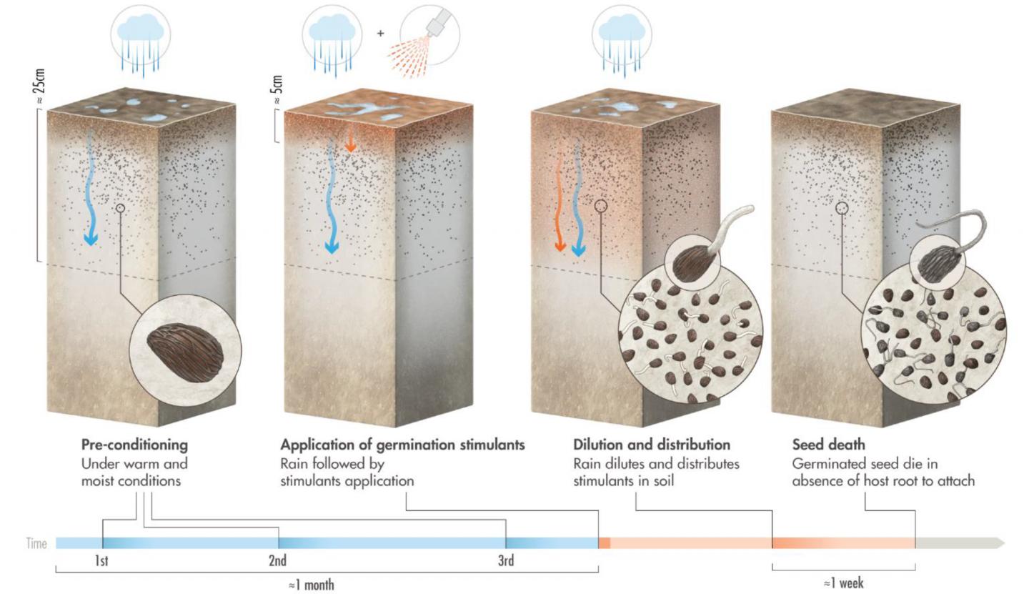 Protocol for Using 'Suicidal Germination' to Eradicate <em>Striga hermonthica</em>