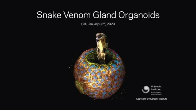 Snake Venom Gland Organoids