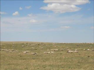 Locusts Seem to Swarm for Low-Protein Crops ( | EurekAlert!