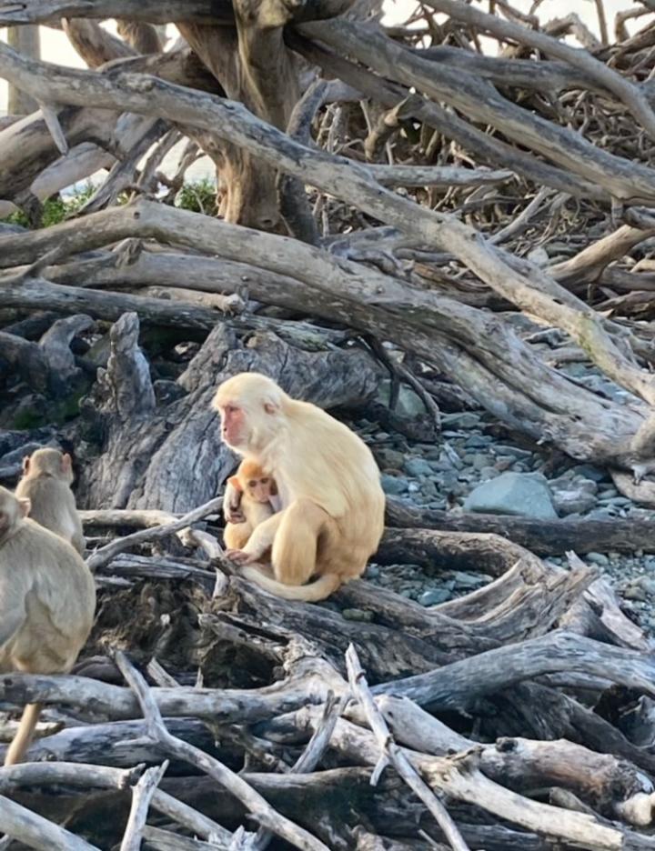 Infant and adult free-ranging rhesus macaque monkeys