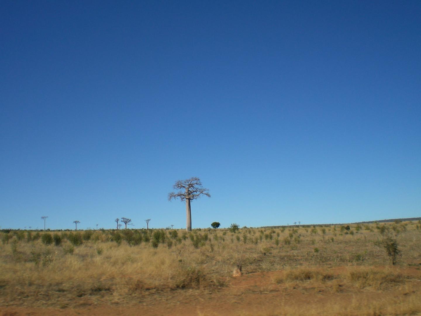 Madagascar Landscape