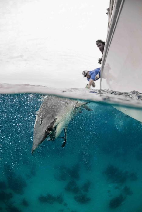 The team work with another great hammerhead shark