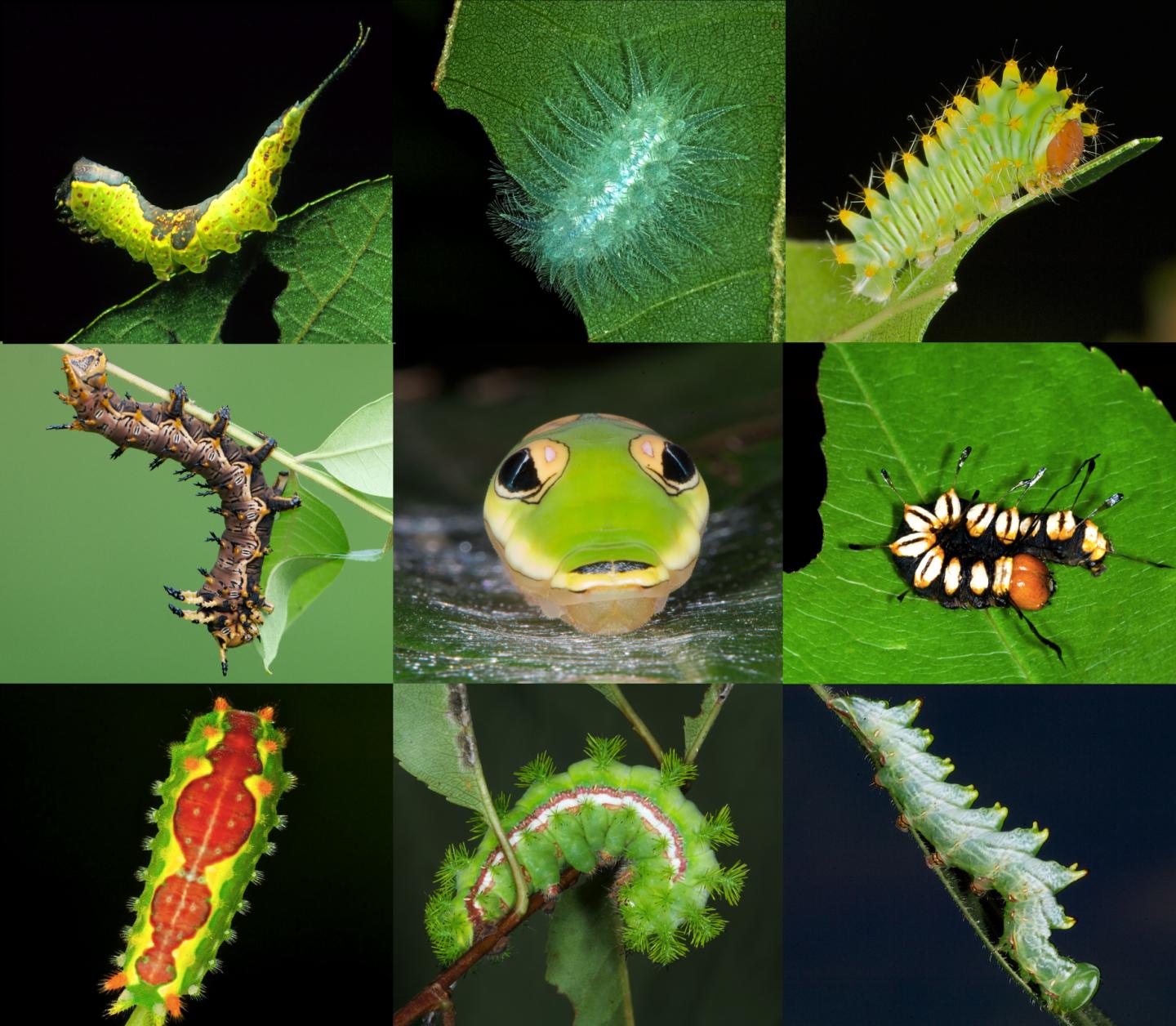 Insect Diversity