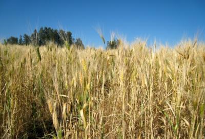 Ethiopian Wheat Field